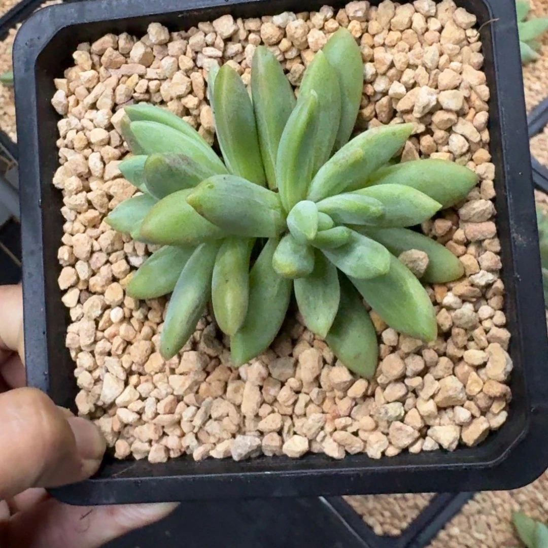 朵唯奇 双头  一物一拍