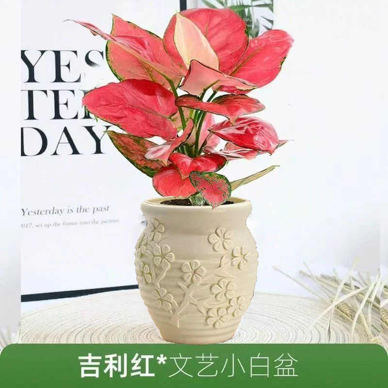 如意吉利红盆栽水培植物吸除甲醛四季好养易活