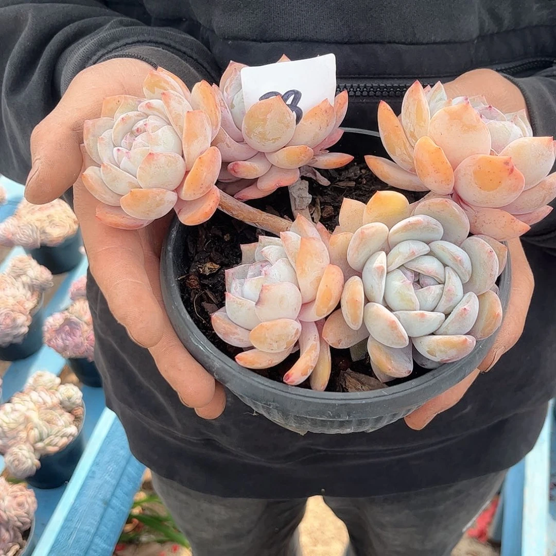 28号石榴籽多肉植物00000