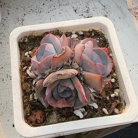 我的心好痛111点就