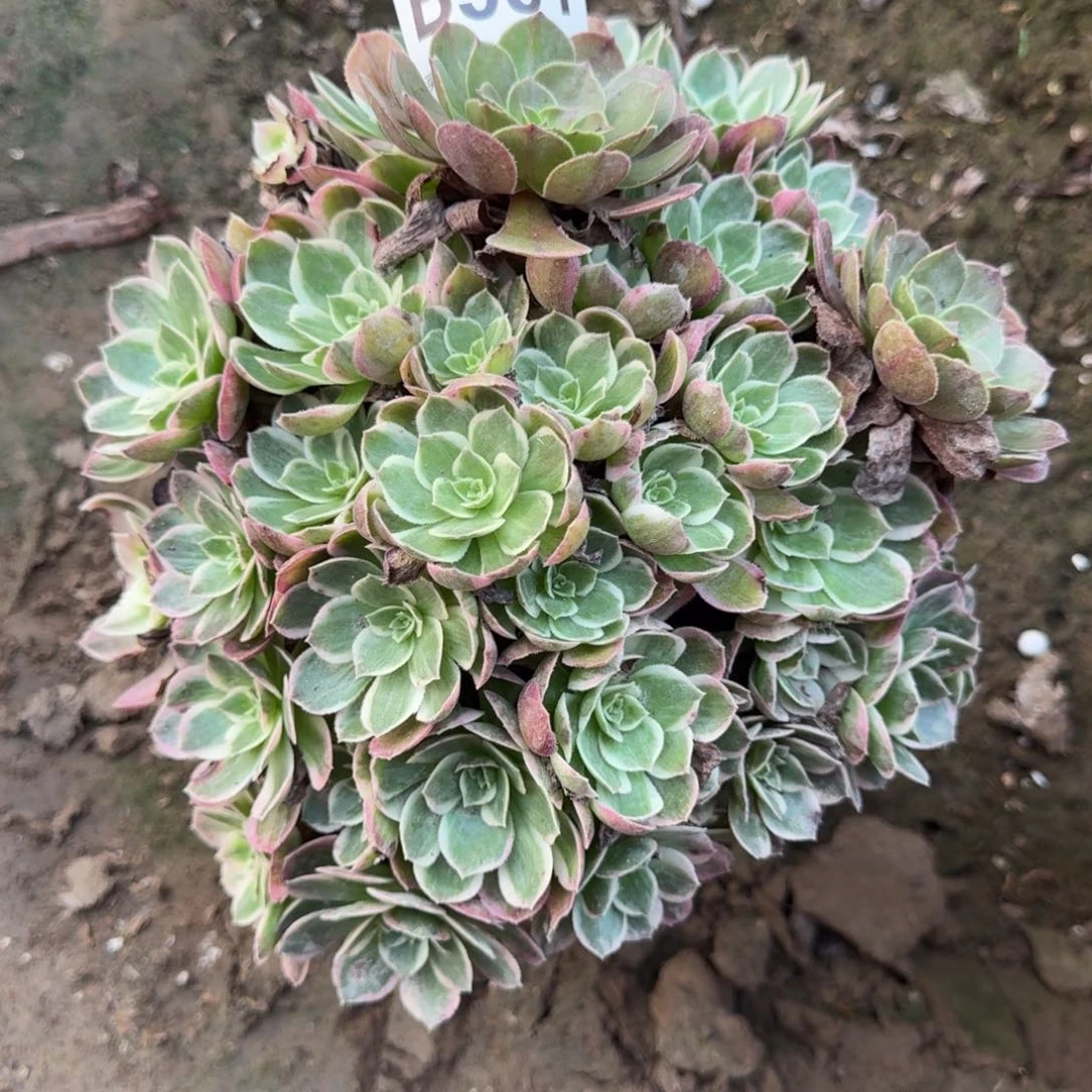 18 阴法师海仙931