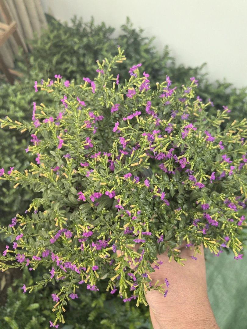 满天星花苗盆栽带花苞室内外四季开花不断的绿植