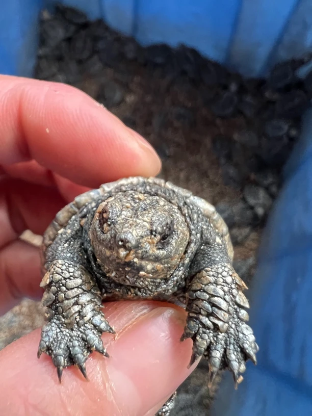 鳄龟头苗原种北美