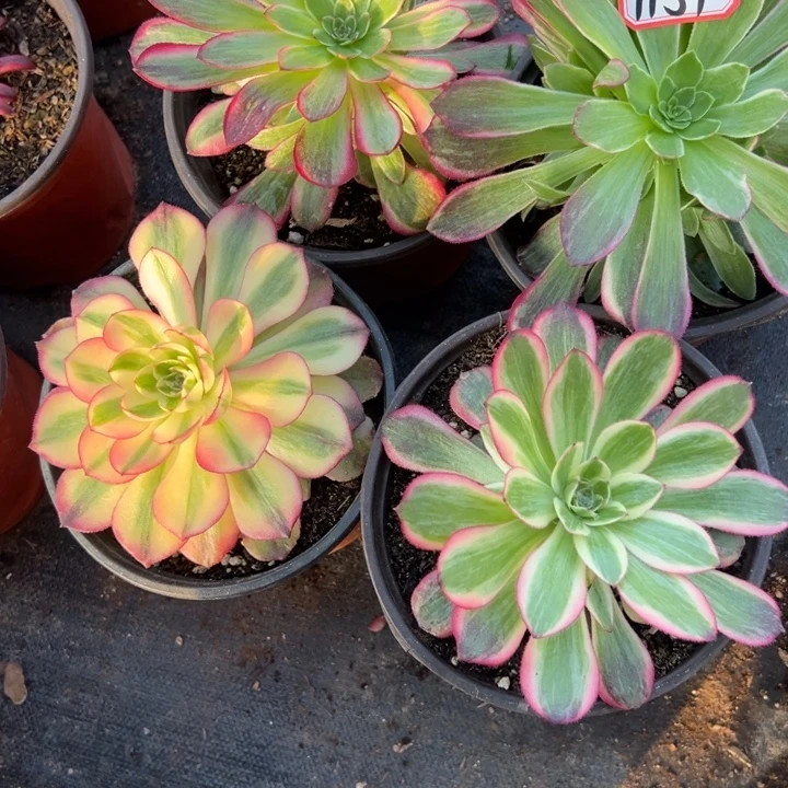 多肉植物1159不售后