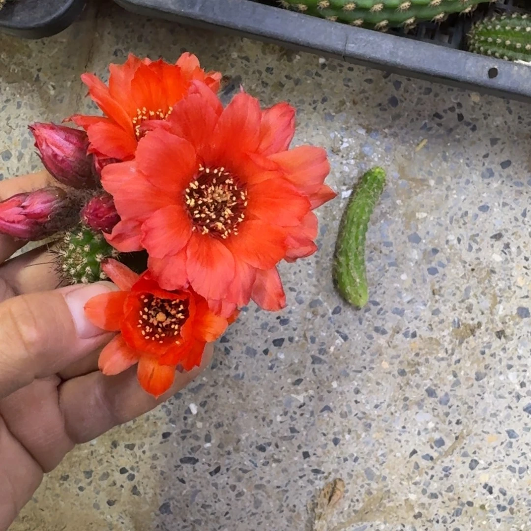 333白檀希尔德2个无根侧牙小，20包邮