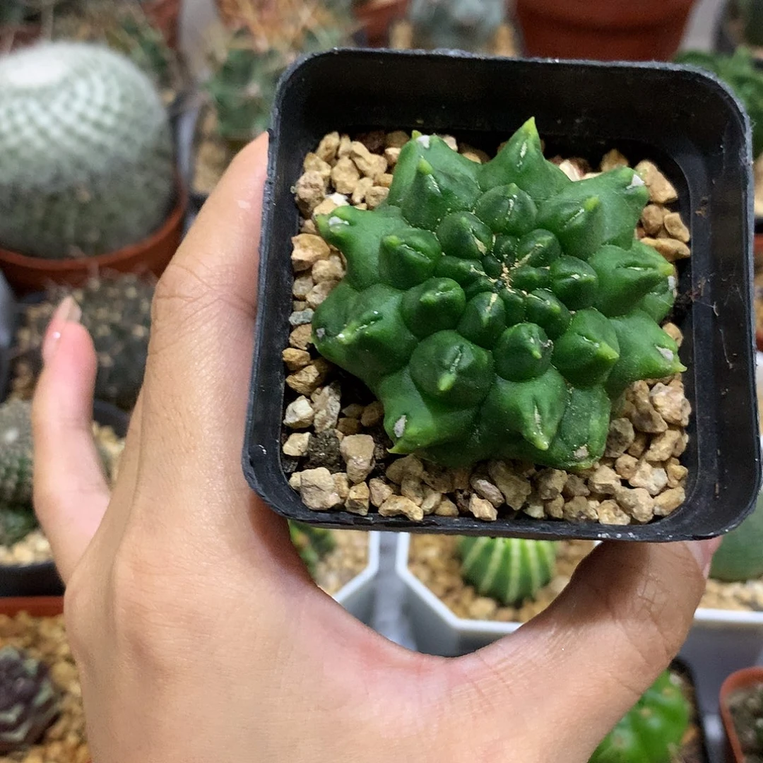 当前无花栽培后可以开花翠晃石化仙人球