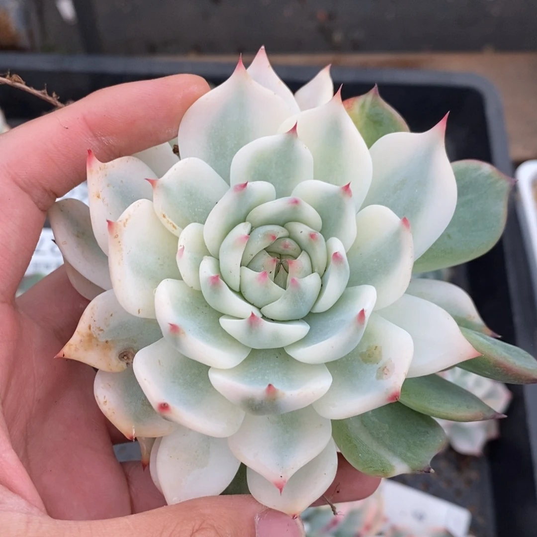 吉娃娃锦多肉植物0278