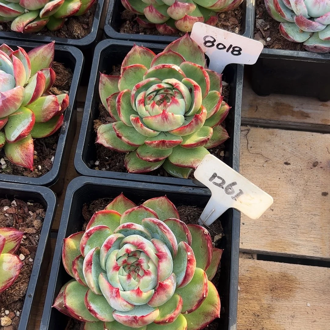 惊鸿仙子8018.1261号