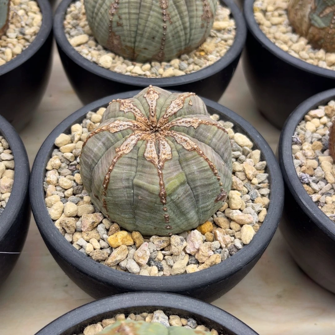 欧系布纹球特价002