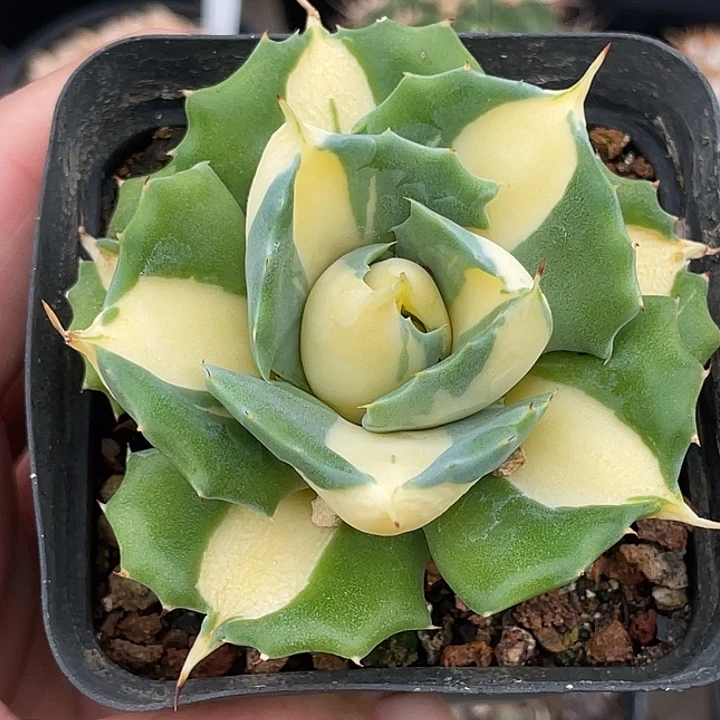 王妃雷神黄中斑