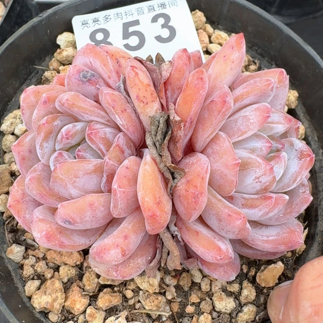 橙子福利       精品多肉