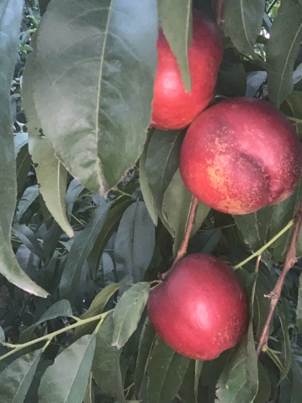 山西运城陆地头茬新鲜采摘红皮黄肉油桃脆甜软糯两种口感