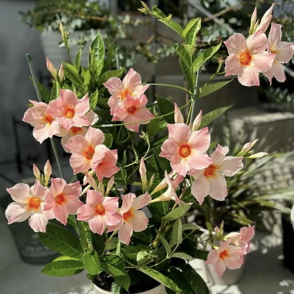 桃色日出飘香藤盆栽花卉易爆花花期长庭院爬藤植物