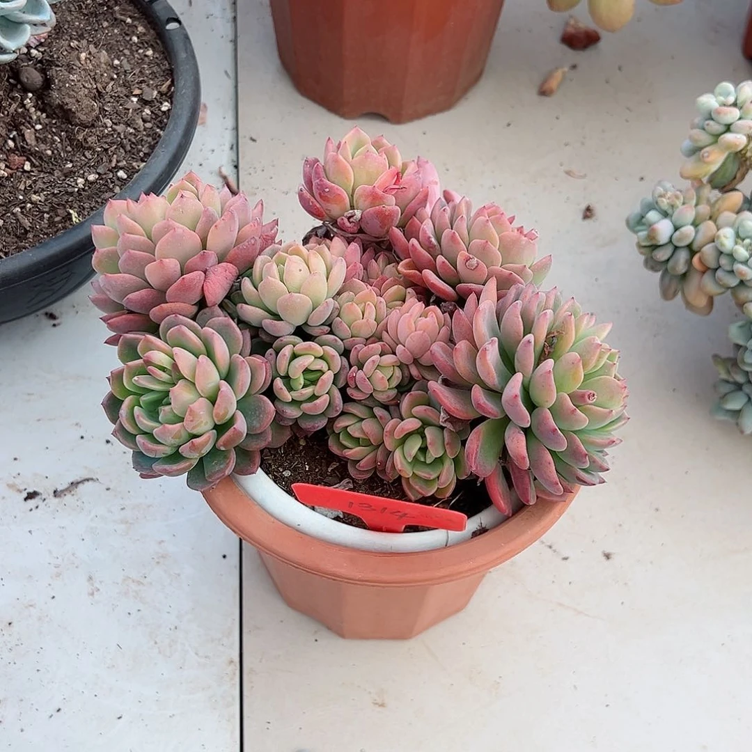 可****看1314芬达多肉植物