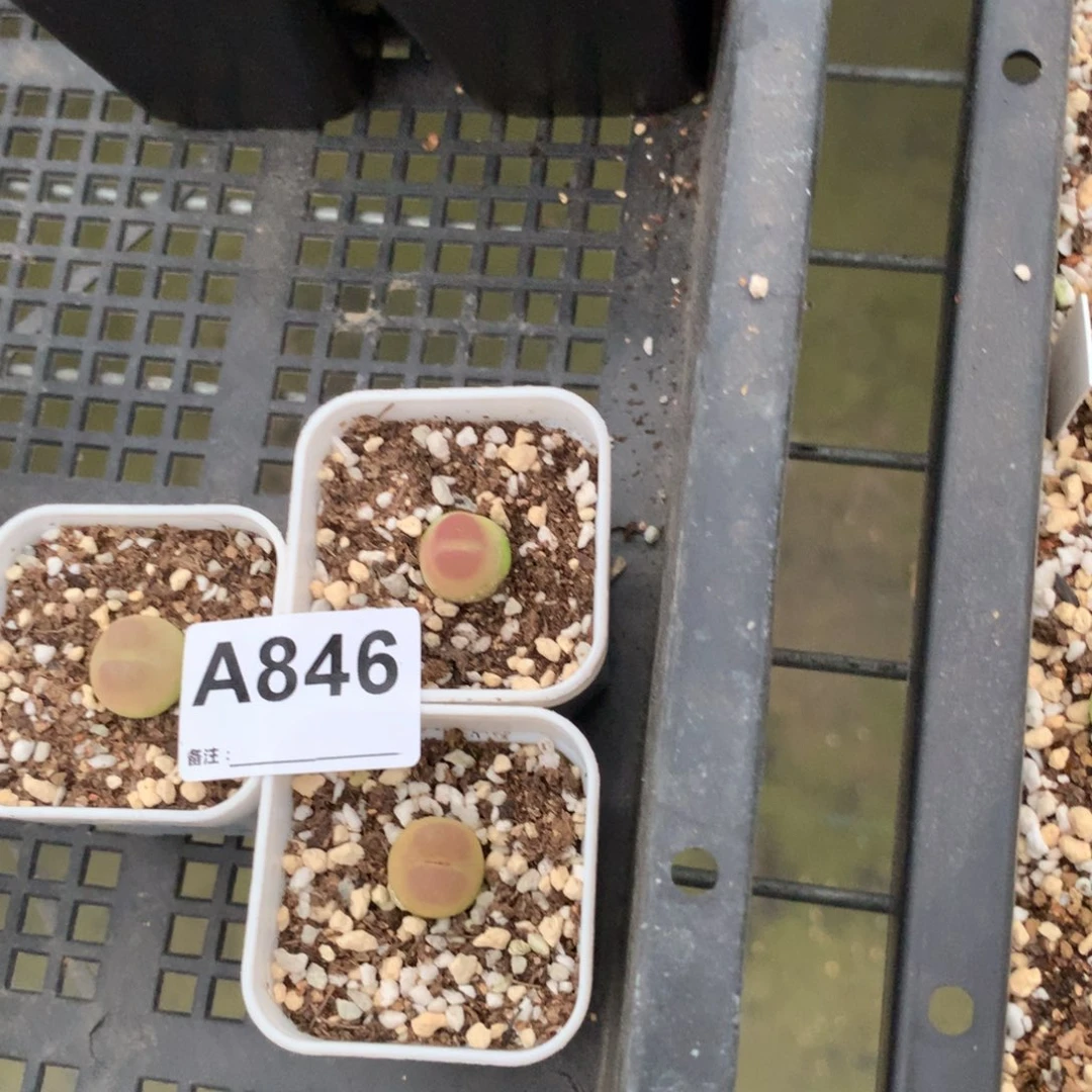 你****爱a846紫皮拉登三颗