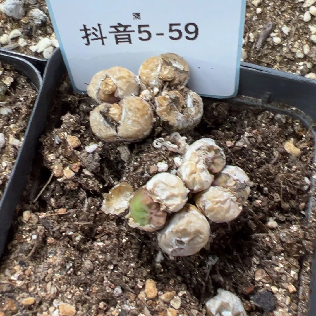 板****馆5-59肉锥多肉植物