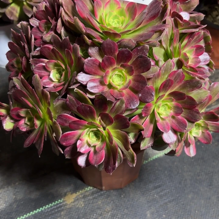 瑞妈一物一拍655