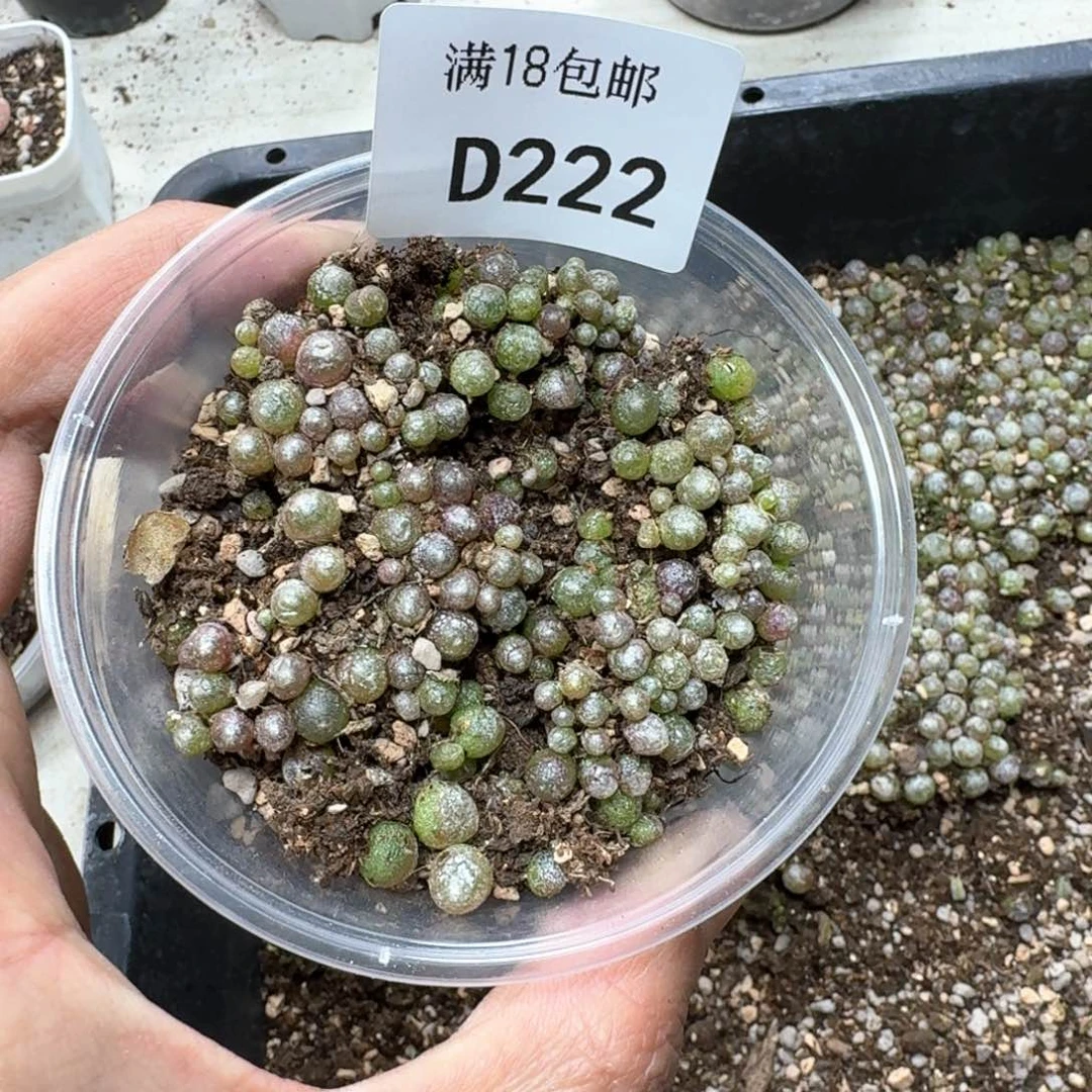 D222 小灯泡一盒