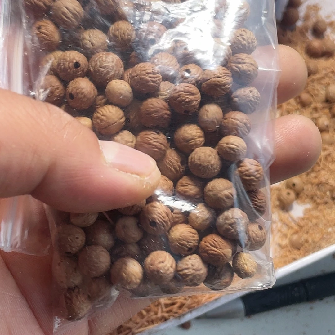 不***侯吊坠凤眼菩提野生酸枣核