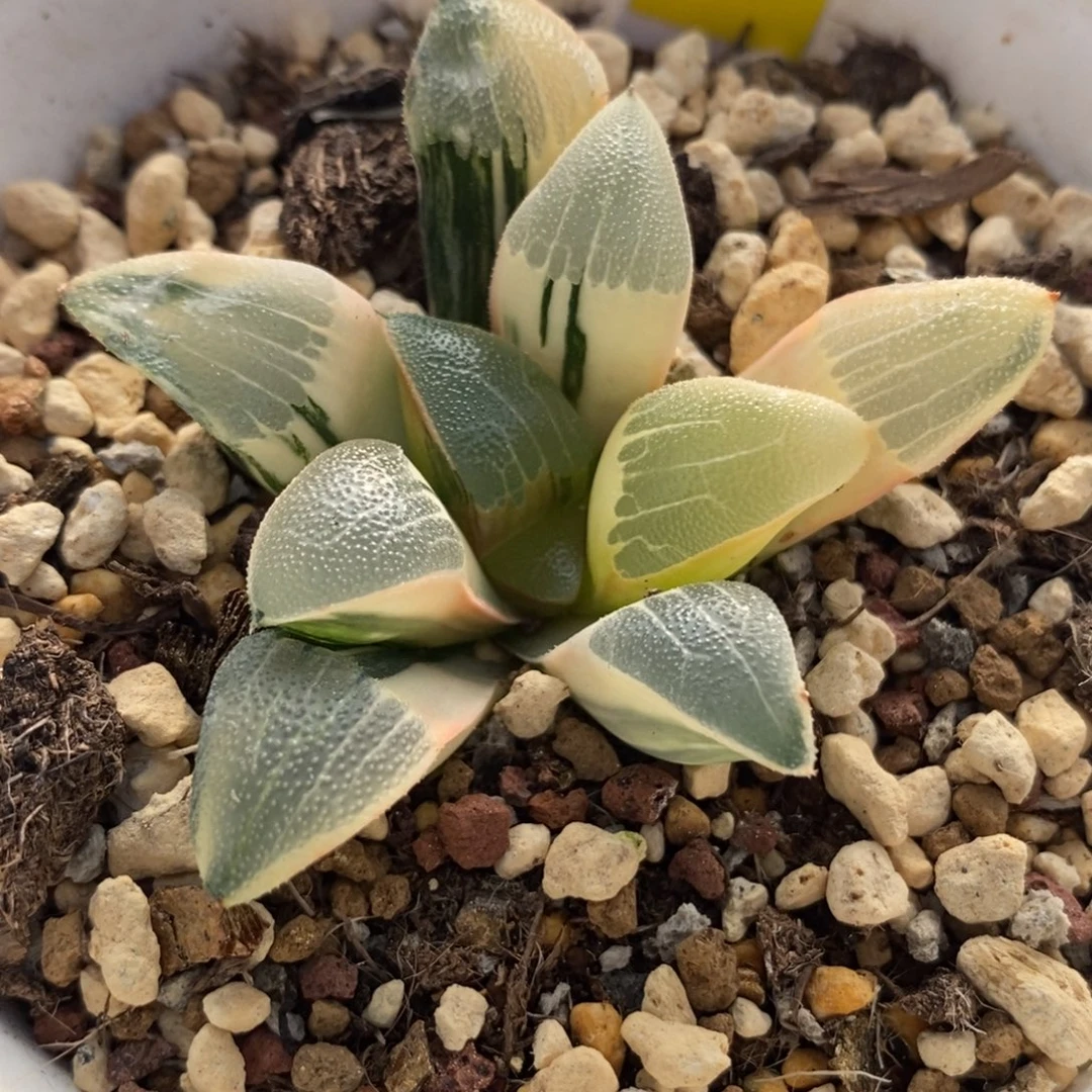 43和田玉克锦一物一拍