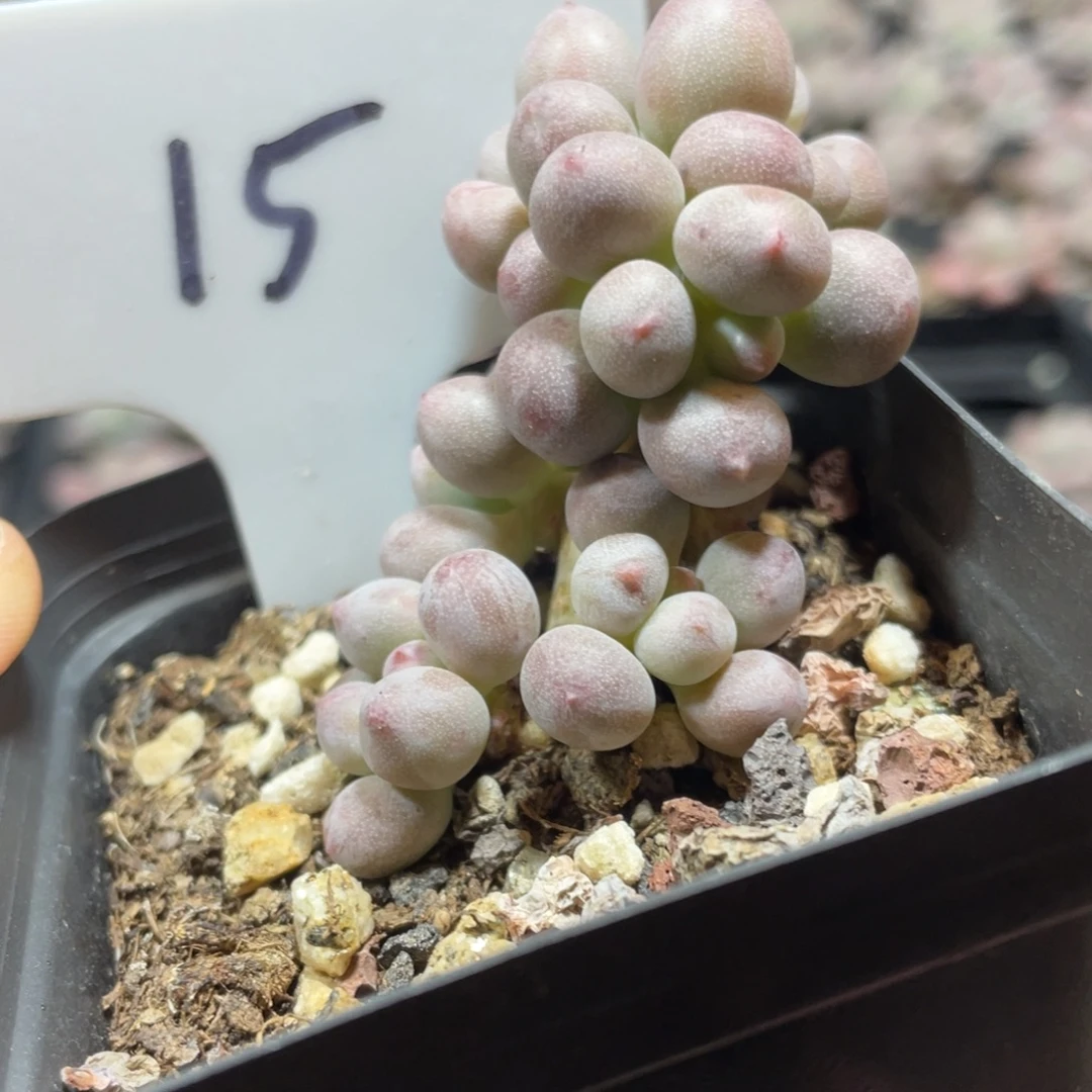 仙子奶酪多肉植物