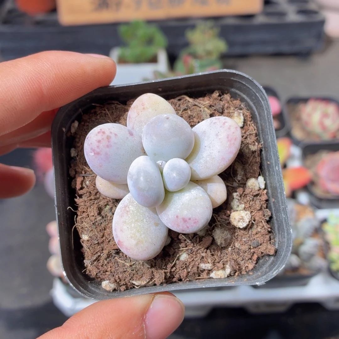 奶酪多肉9.9包邮发货