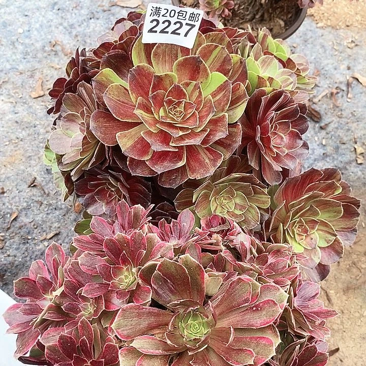 2227 两颗法师多肉