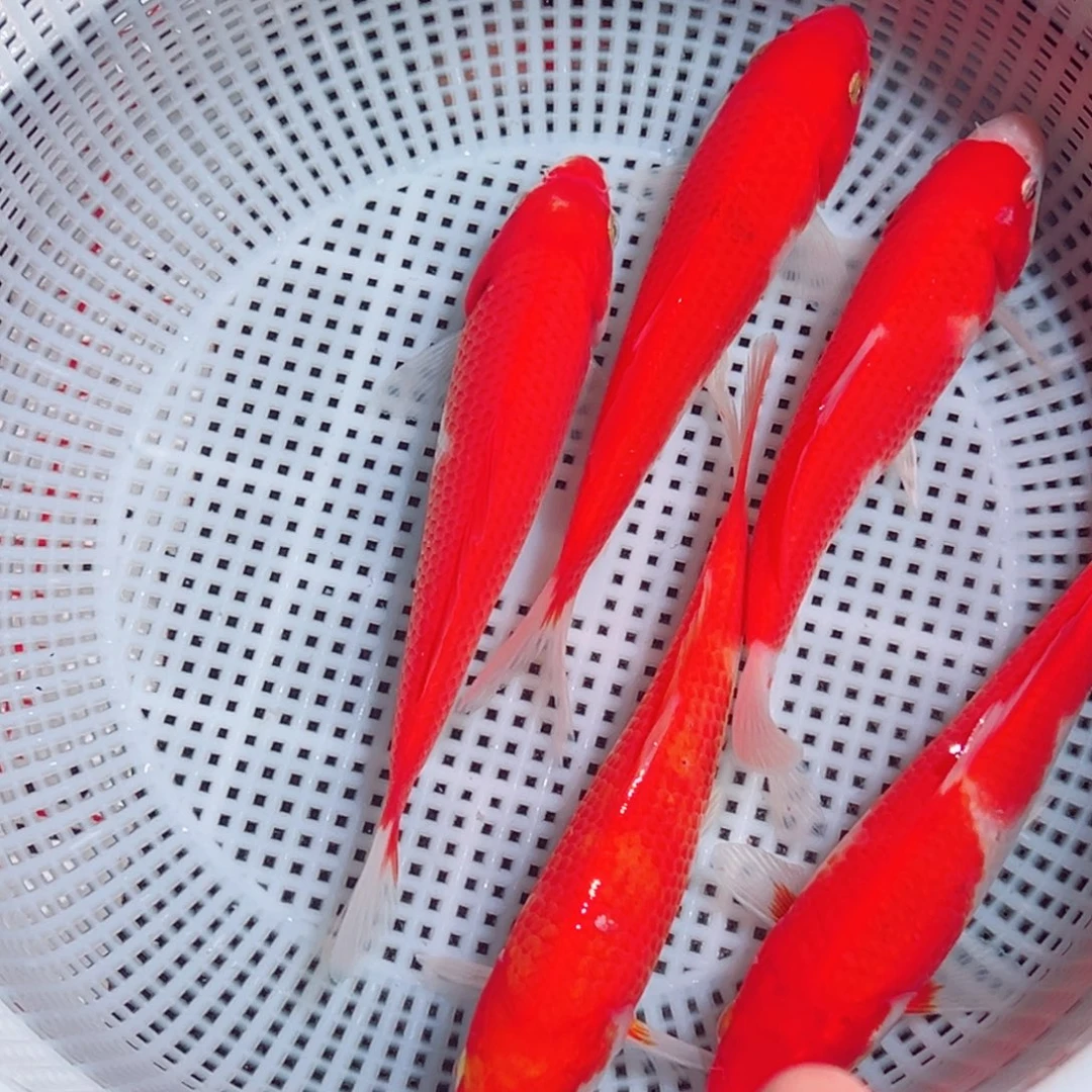 锦鲤锦鲤观赏鱼1111