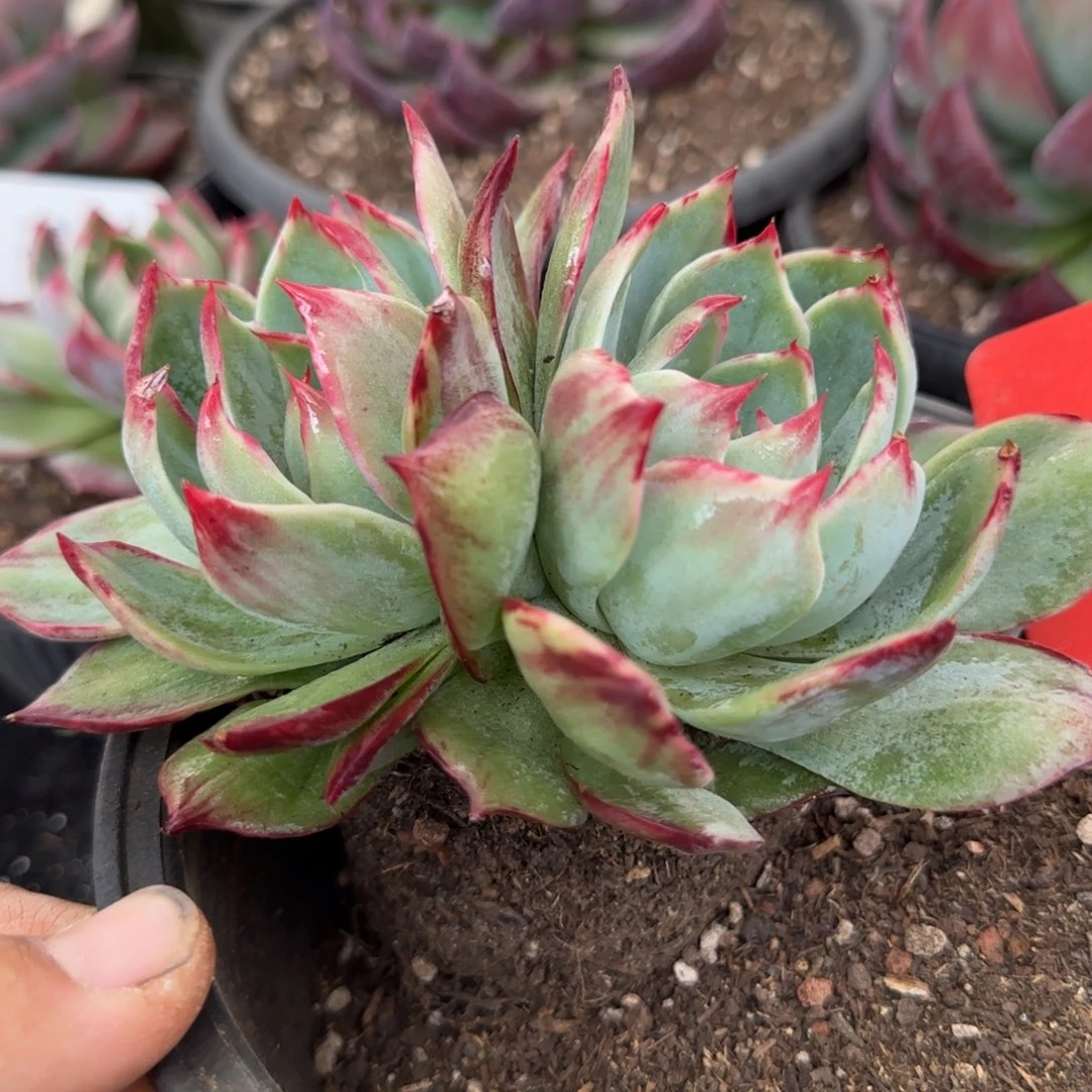 惊鸿一物一拍包装收缩花旱155