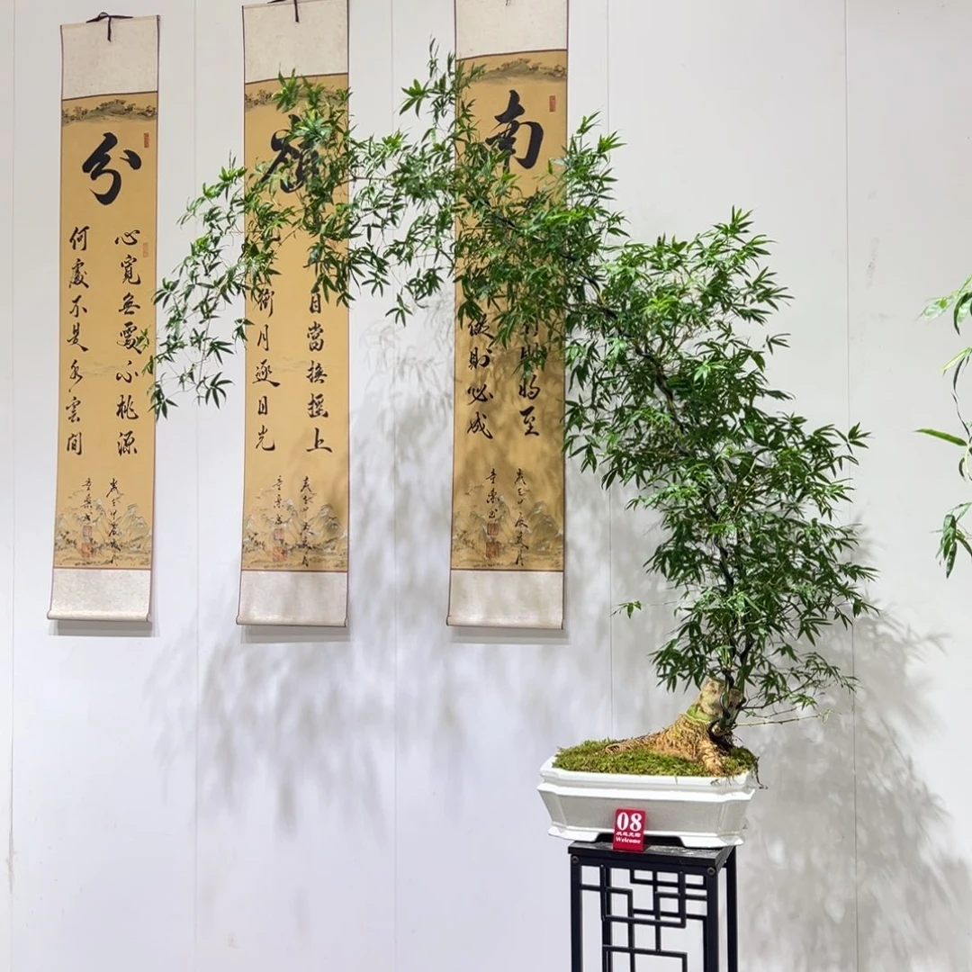 无花朵斜卧桩大桩双飘