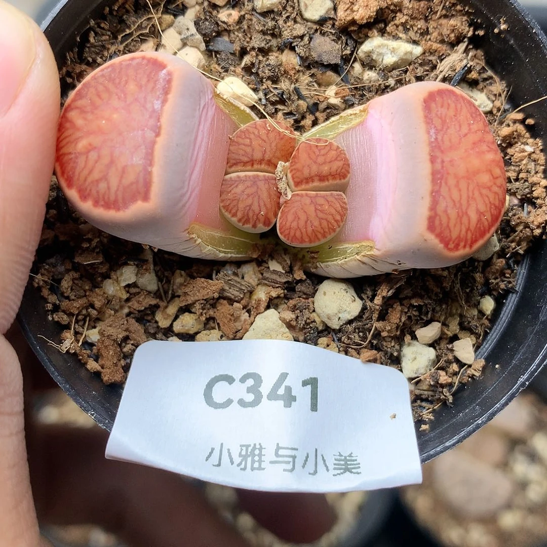 C341多肉植物保护