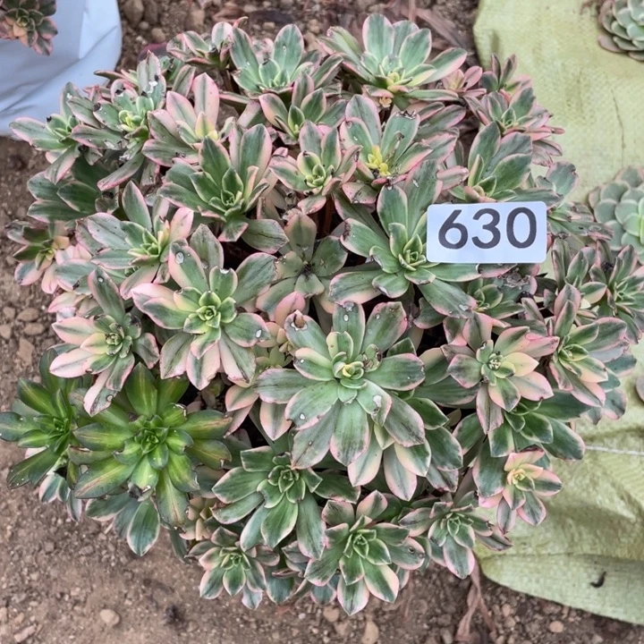 无花朵630多肉植物甜茶