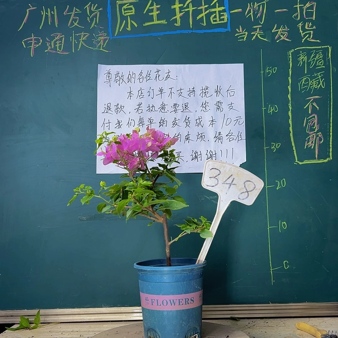 当前无花栽培后可以开花粉可爱 有破皮 348