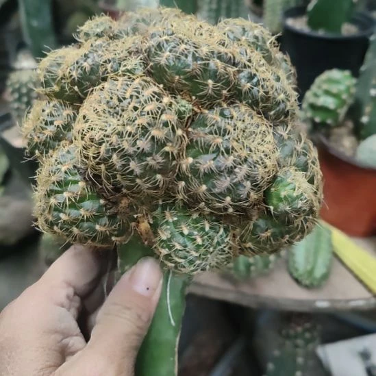 仙人球勾宝黄色花群