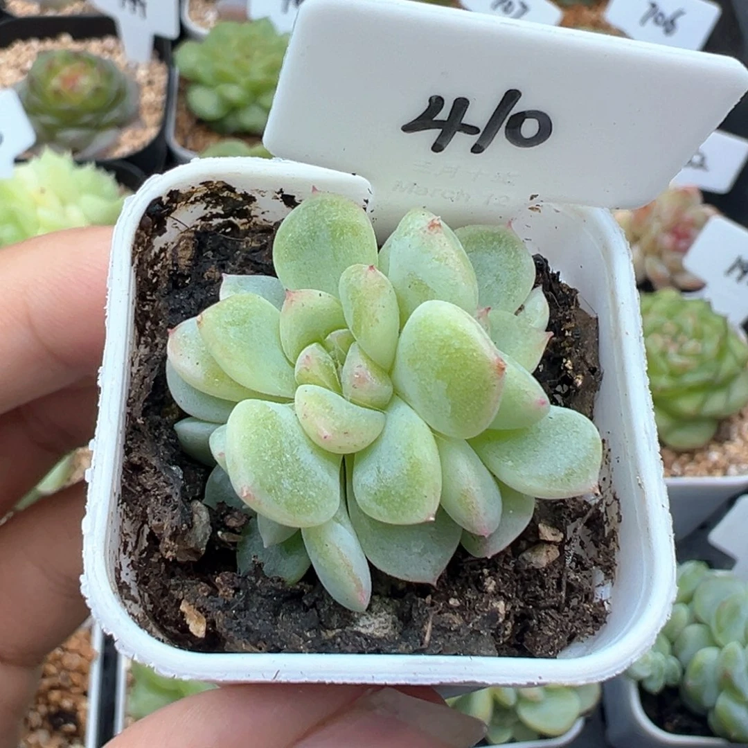 410号竹马甜心4头