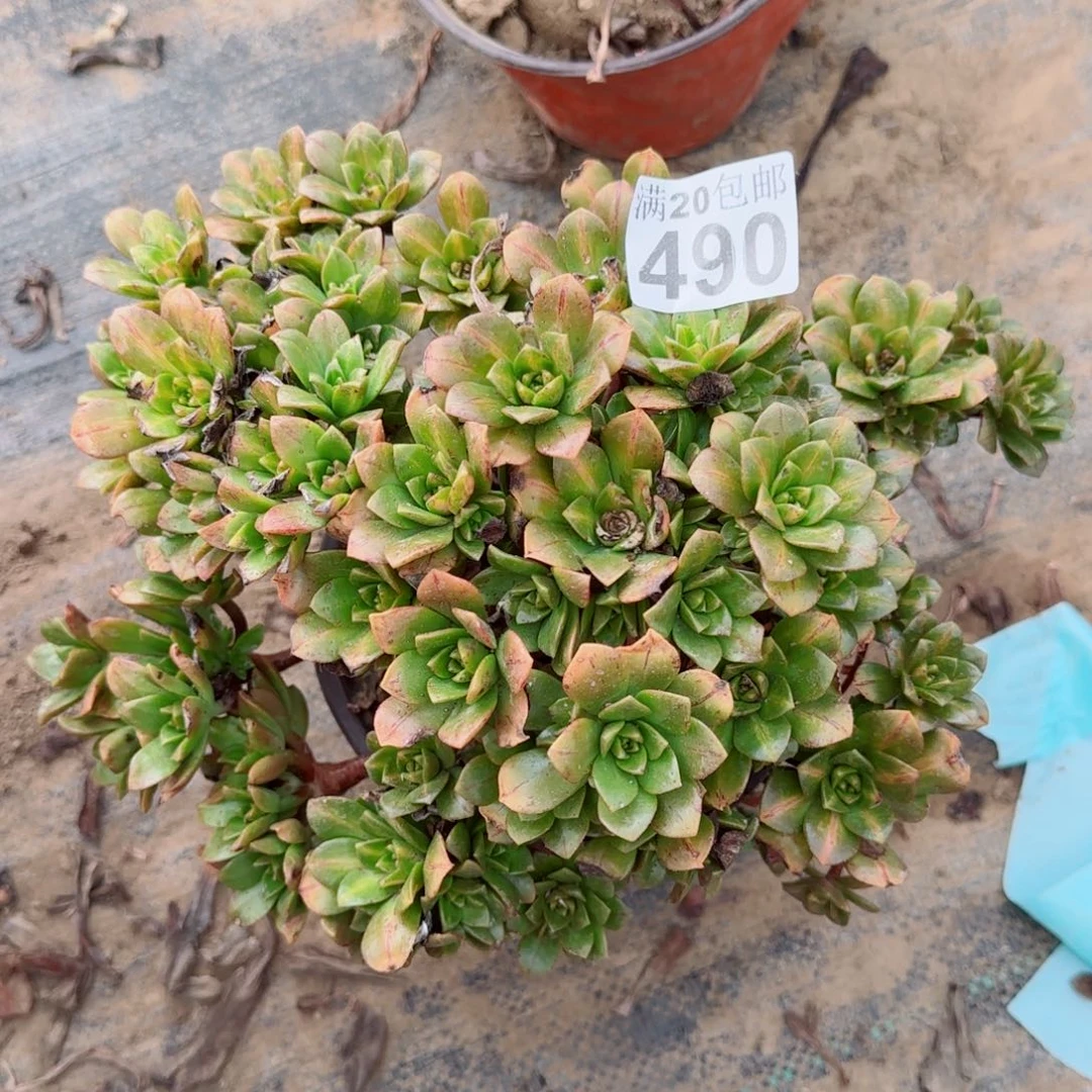 花茶多肉490满20包邮断枝不包瑕疵