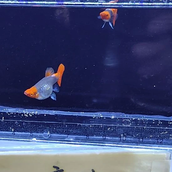 孔雀鱼30蓝贵族球一对