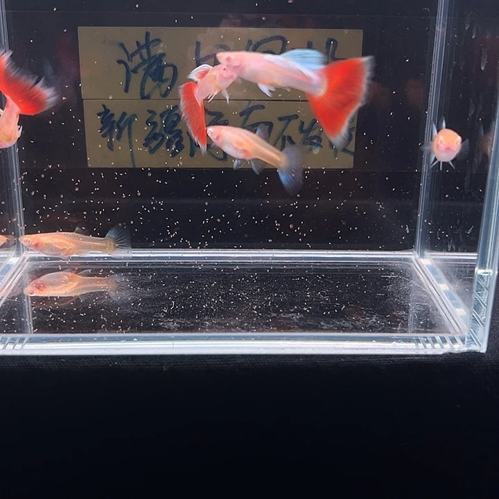 孔雀鱼红烧云飞船