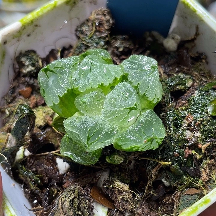 789冰墩墩特选福利