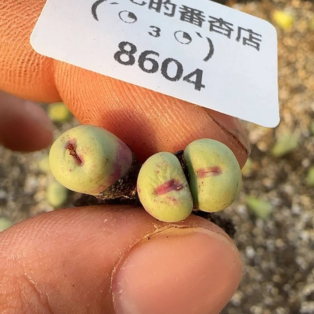 8604。默认脱土。18包邮。偏远88包邮