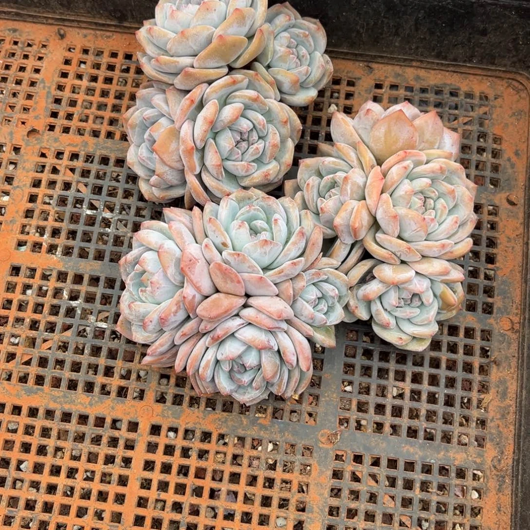 菲***猪919号新疆西藏内蒙古不包邮