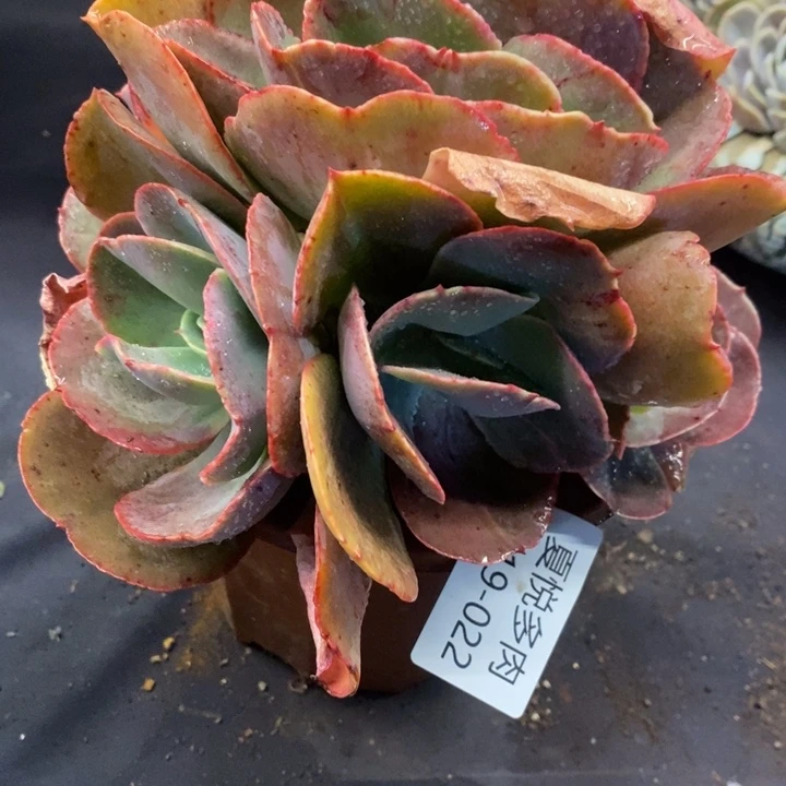 夏悦多肉0119-22初吻