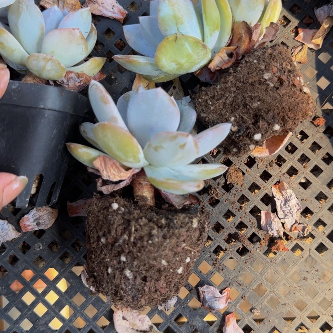 ****姐肉姐3颗奶茶特价福利