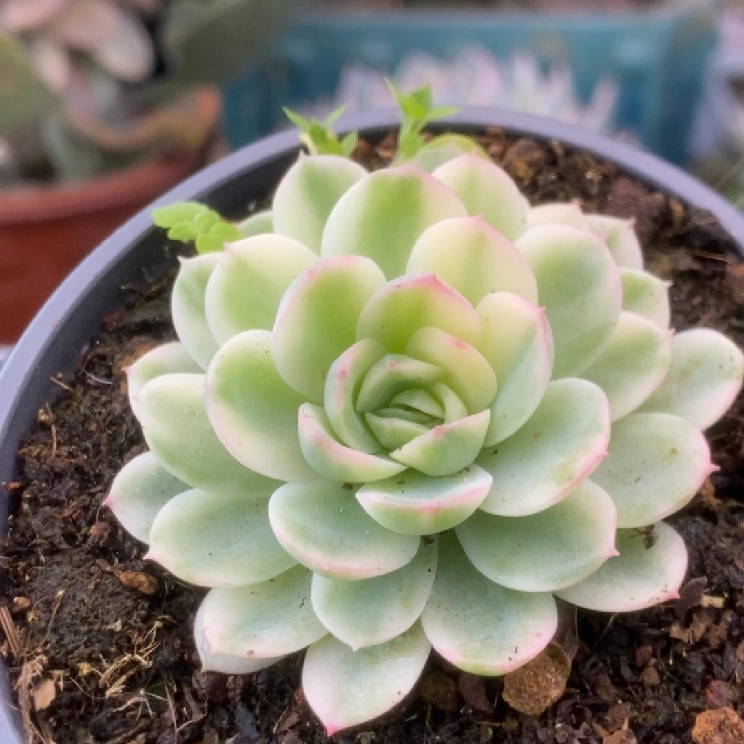 372茉莉花锦锦锦锦锦锦