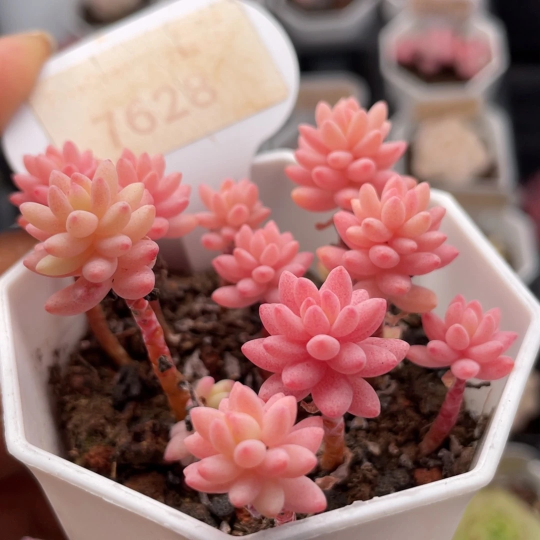 花团锦7628-5.5厘米散桩