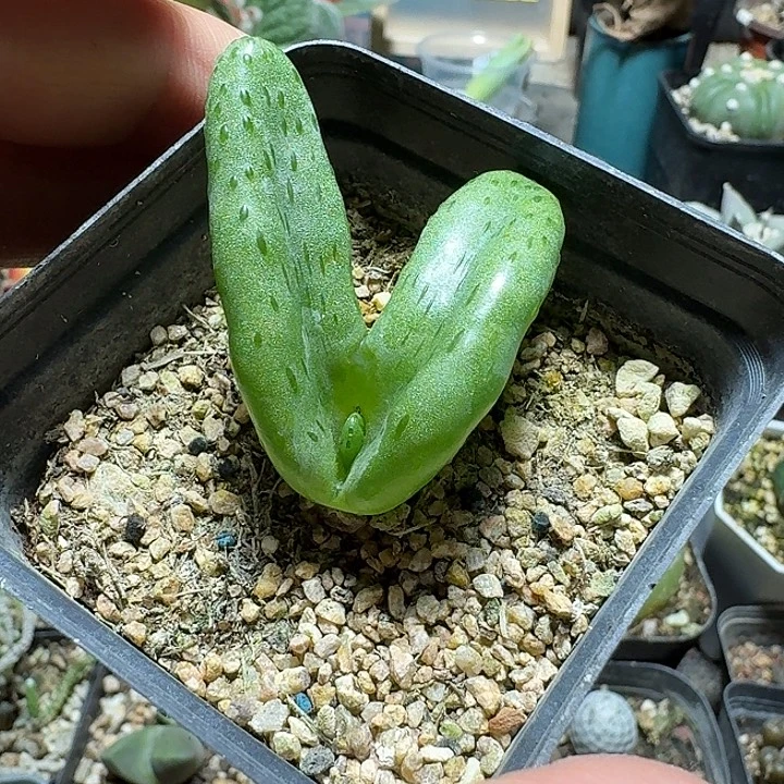 821怪奇玉脱土发货