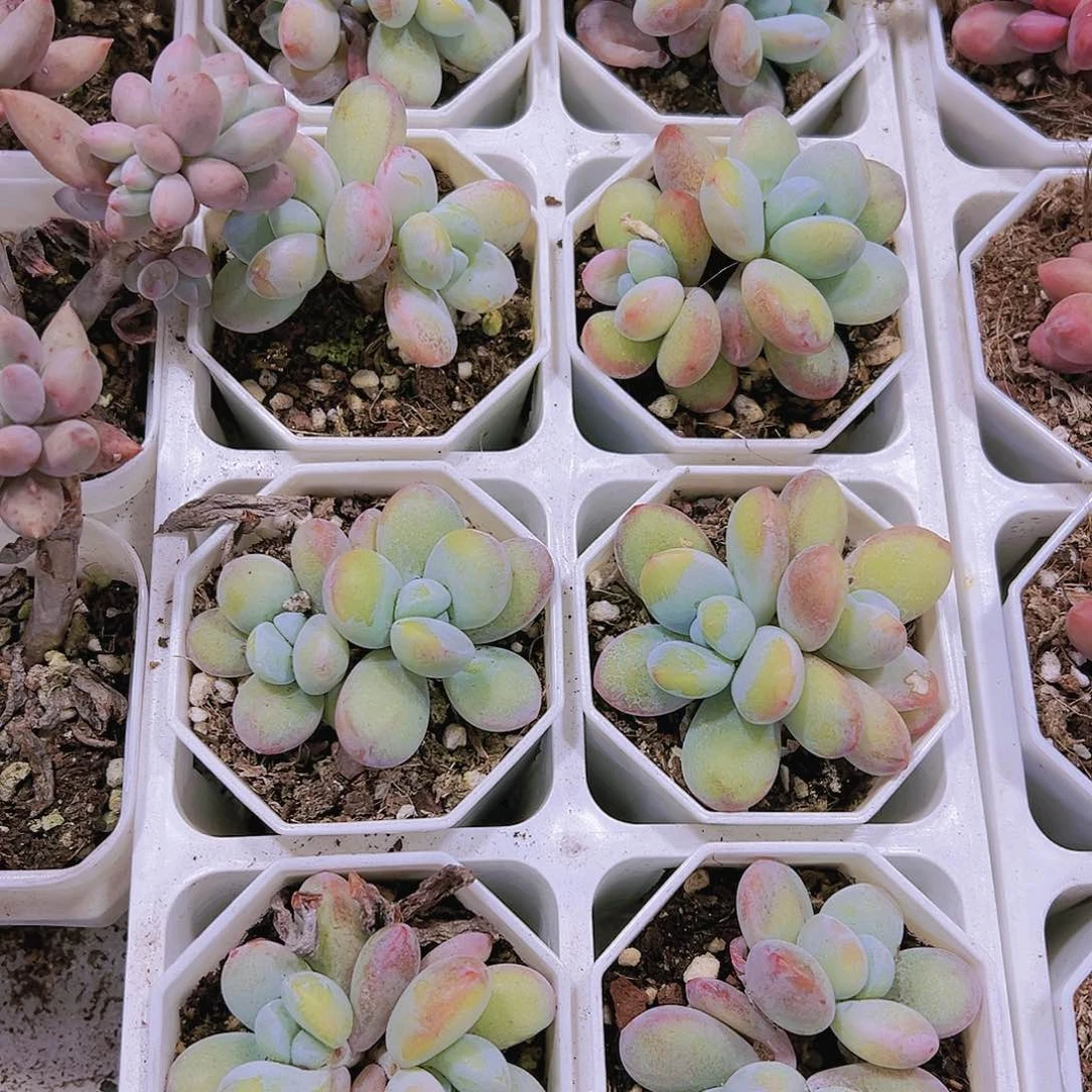 雪美人多肉植物19包邮