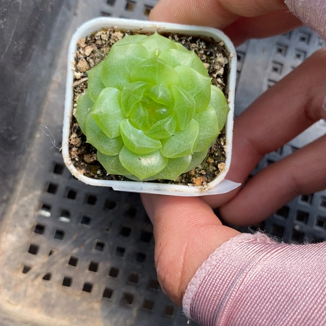 标签903无尽灯一个多肉