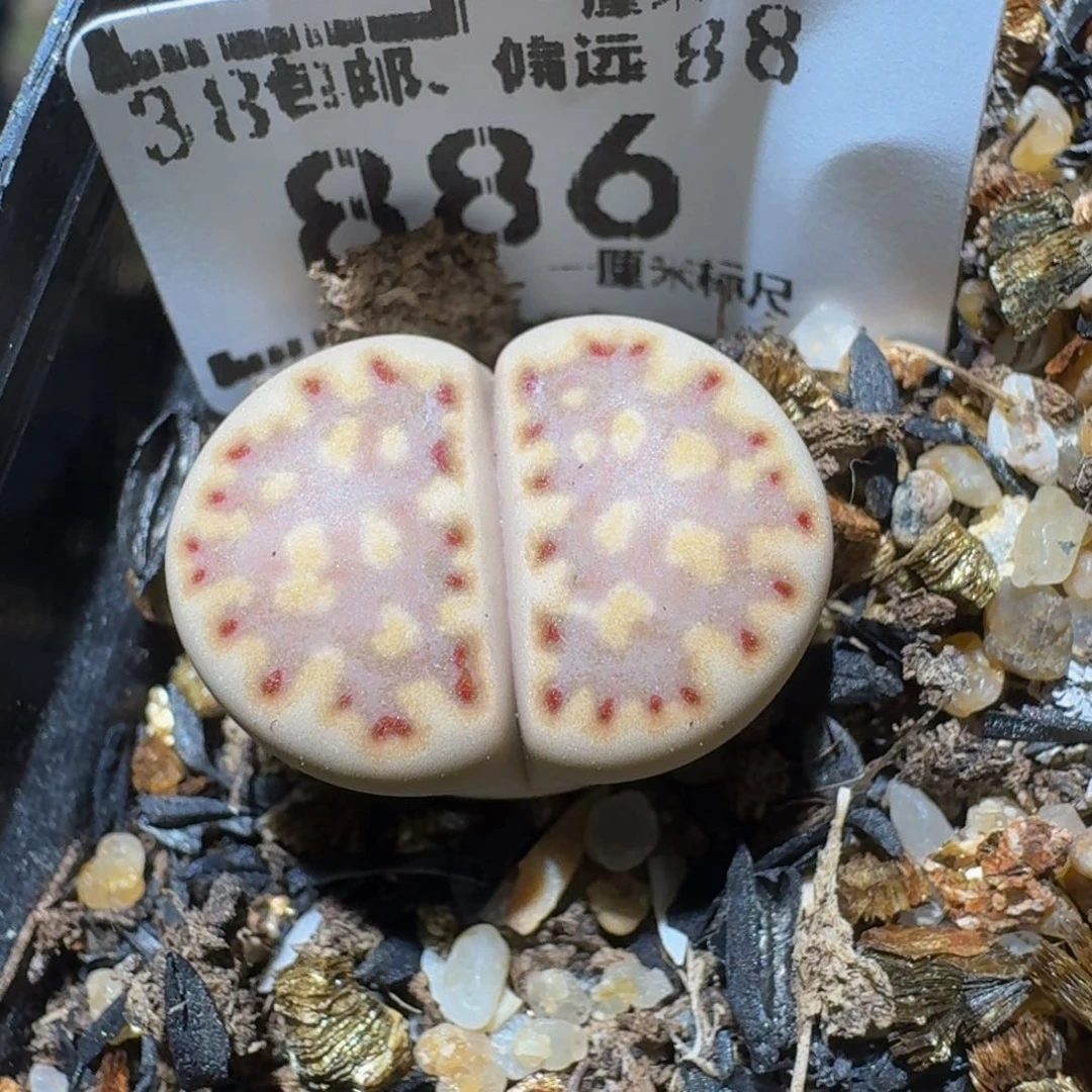 Zzzz生石花肉锥886