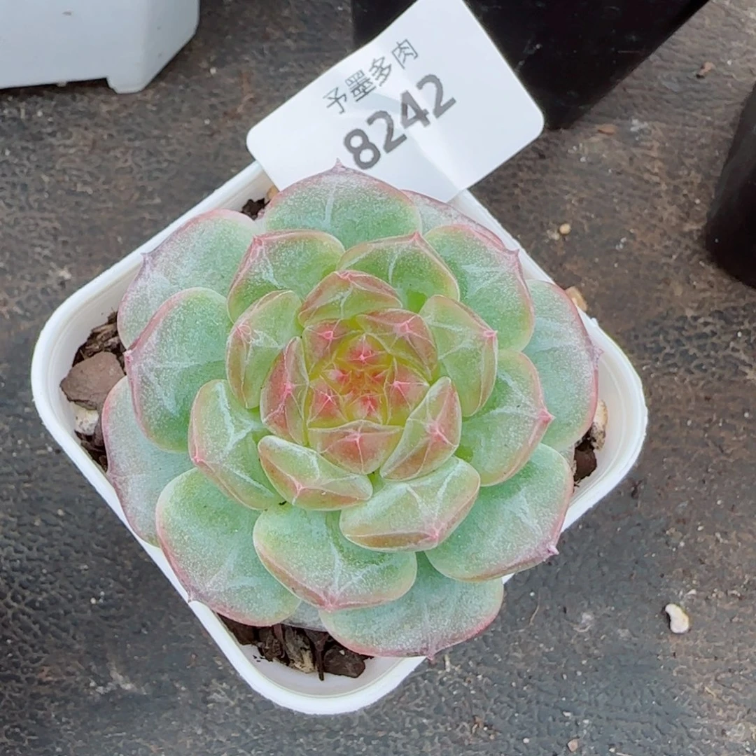 星空幻影，8242多肉植物